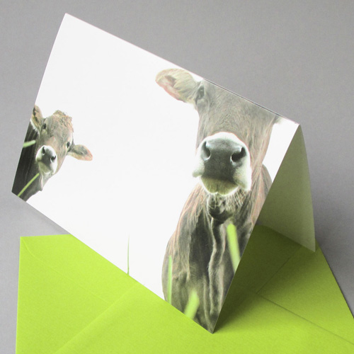 Cows, greeting cards with envelopes